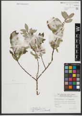 Foto von Salix triandra subsp. amygdalina (L.) Schübl. & G. Martens